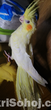 Cockatiel Lutino pearl Baby